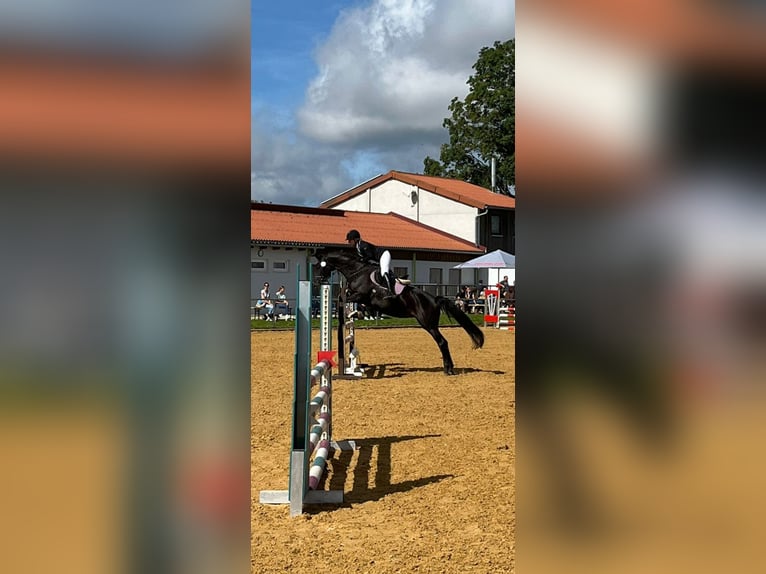 Niemiecki koń sportowy Klacz 10 lat 165 cm Kara in Feucht