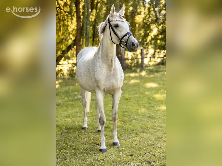 Niemiecki koń sportowy Klacz 10 lat 165 cm Siwa in Priestewitz