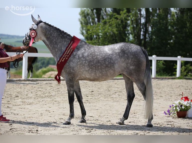 Niemiecki koń sportowy Klacz 10 lat 165 cm Siwa in Priestewitz