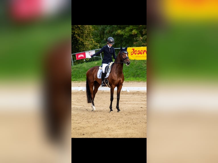 Niemiecki koń sportowy Klacz 10 lat 166 cm Ciemnogniada in Essen