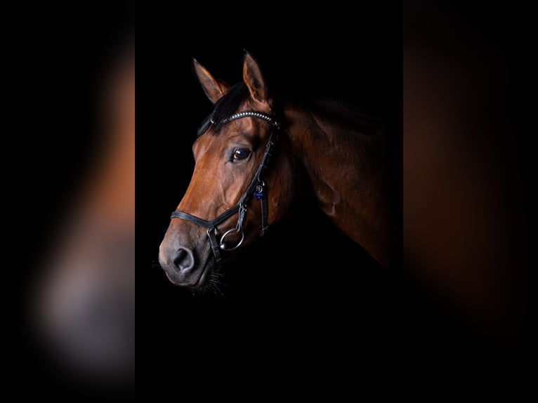 Niemiecki koń sportowy Klacz 10 lat 167 cm Gniada in Grimma