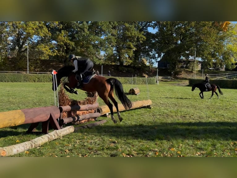 Niemiecki koń sportowy Klacz 10 lat 167 cm Gniada in Kemberg
