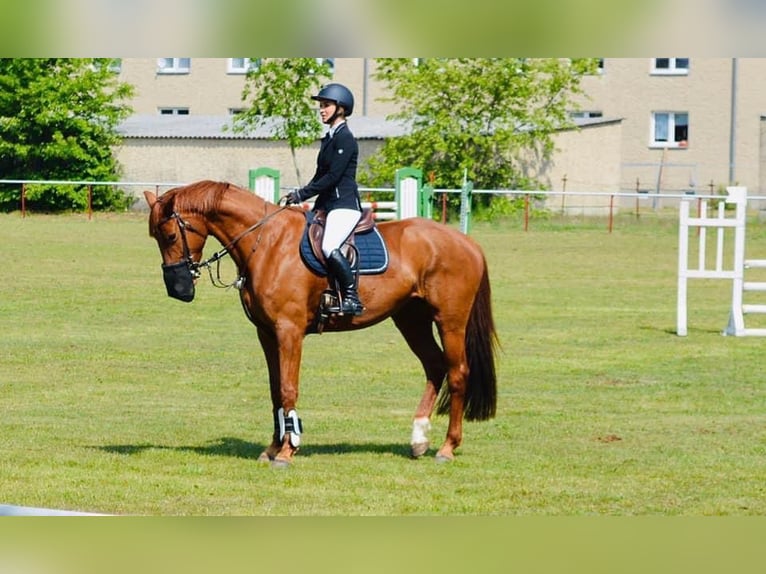 Niemiecki koń sportowy Klacz 10 lat 168 cm in Sperenberg