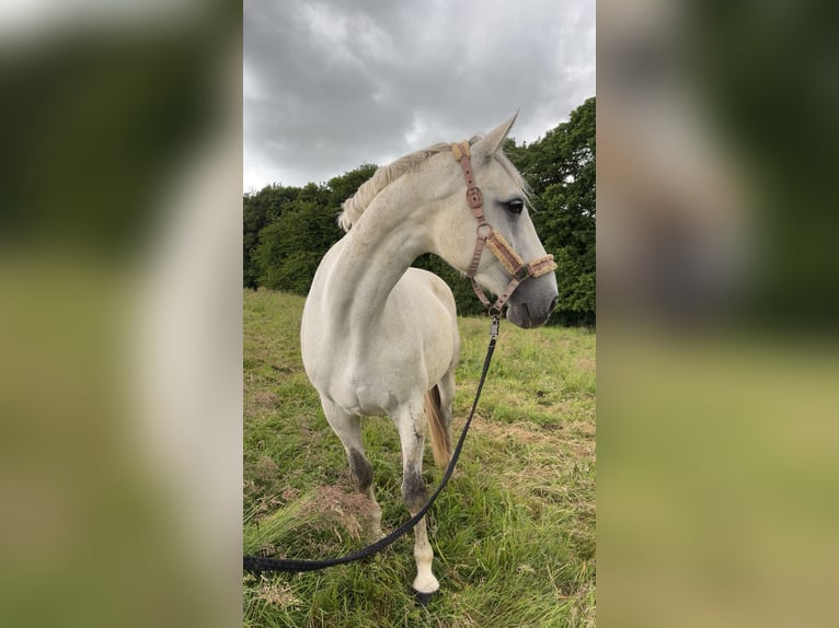 Niemiecki koń sportowy Klacz 10 lat 168 cm Siwa jabłkowita in Marsberg