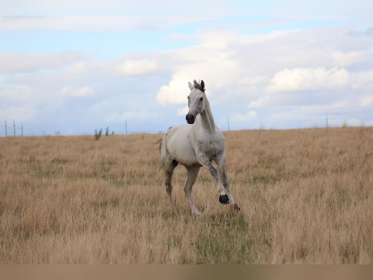 Niemiecki koń sportowy Klacz 10 lat 168 cm Siwa in Merseburg