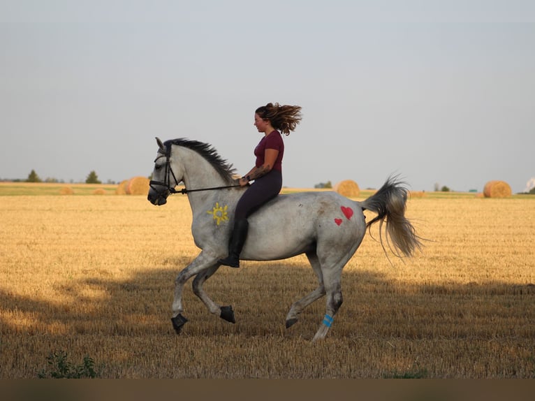 Niemiecki koń sportowy Klacz 10 lat 168 cm Siwa in Merseburg