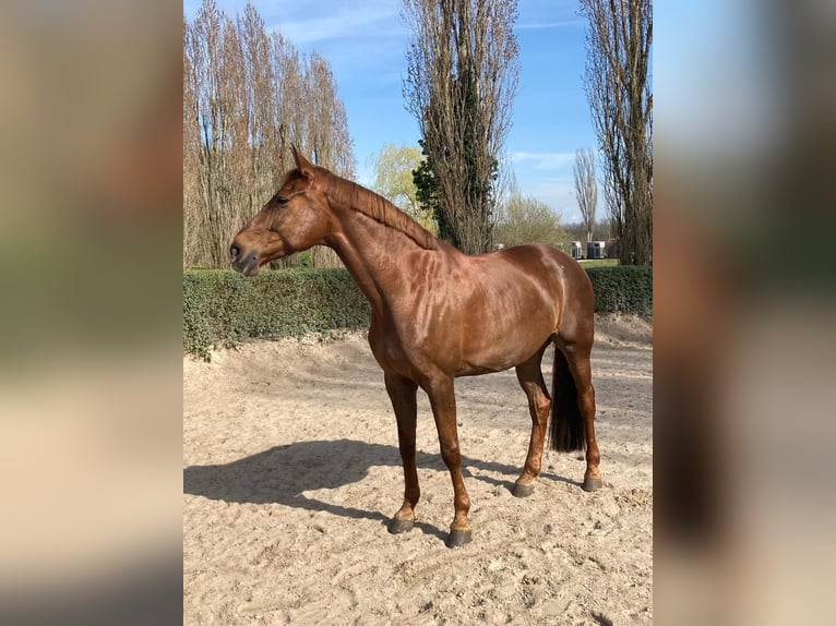 Niemiecki koń sportowy Klacz 10 lat 169 cm Ciemnokasztanowata in Ziesar
