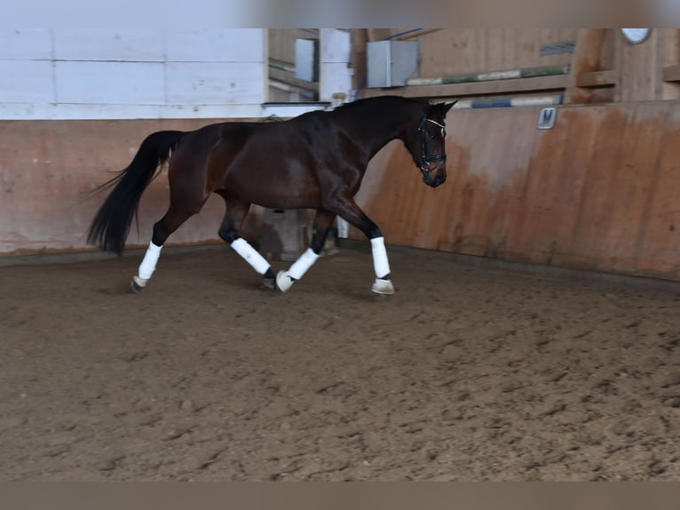 Niemiecki koń sportowy Klacz 10 lat 169 cm Gniada in Halblech