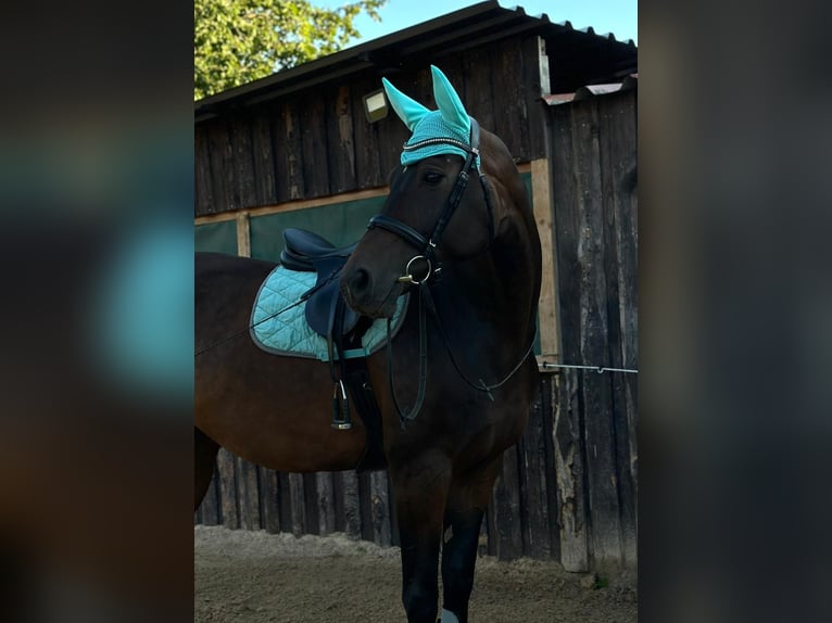 Niemiecki koń sportowy Klacz 10 lat 170 cm Ciemnogniada in Berg bei Neumarkt in der Oberpfalz