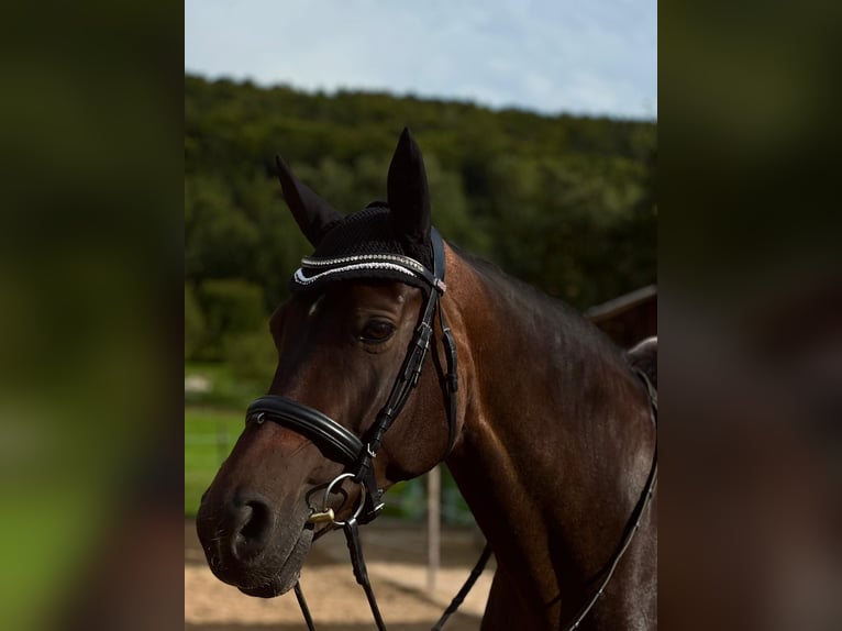 Niemiecki koń sportowy Klacz 10 lat 170 cm Ciemnogniada in Berg bei Neumarkt in der Oberpfalz