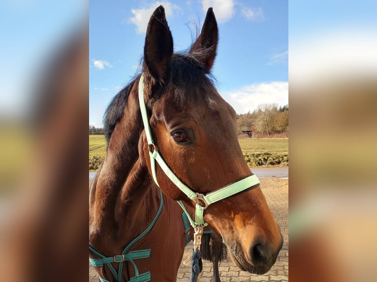 Niemiecki koń sportowy Klacz 10 lat 170 cm Ciemnogniada in Weißenburg in Bayern