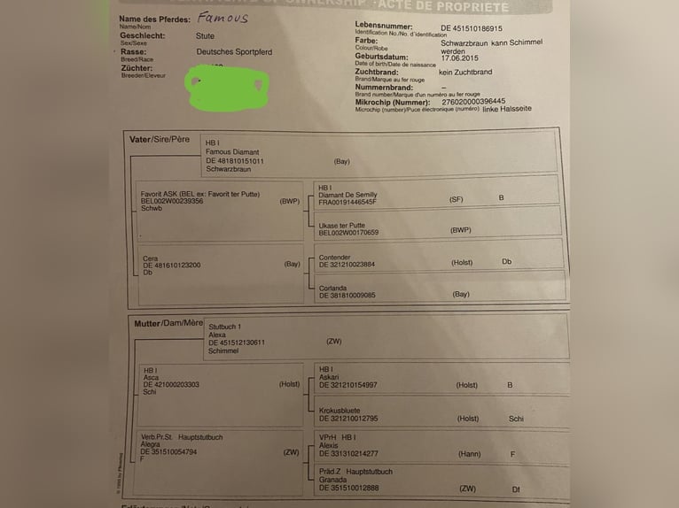 Niemiecki koń sportowy Klacz 10 lat 170 cm Gniada in Wien, Donaustadt
