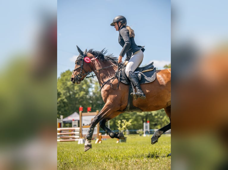 Niemiecki koń sportowy Klacz 10 lat 170 cm Gniada in Bahretal