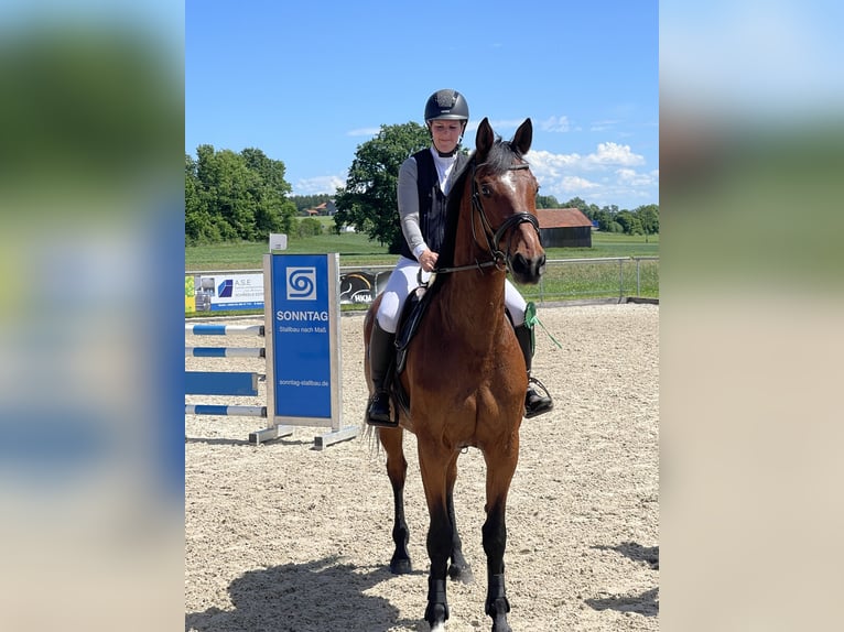 Niemiecki koń sportowy Klacz 10 lat 170 cm Gniada in Kaufbeuren
