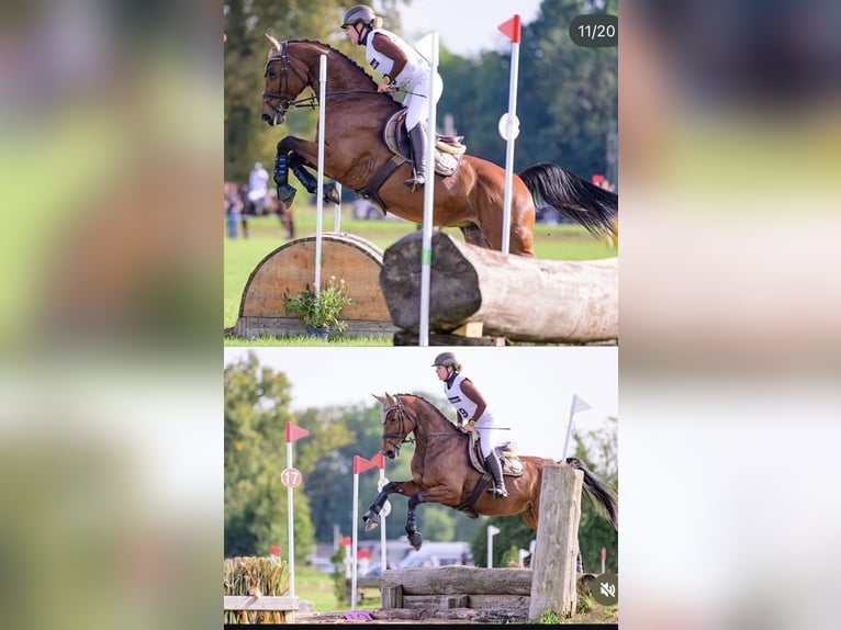 Niemiecki koń sportowy Klacz 10 lat 170 cm Gniada in Kaufbeuren