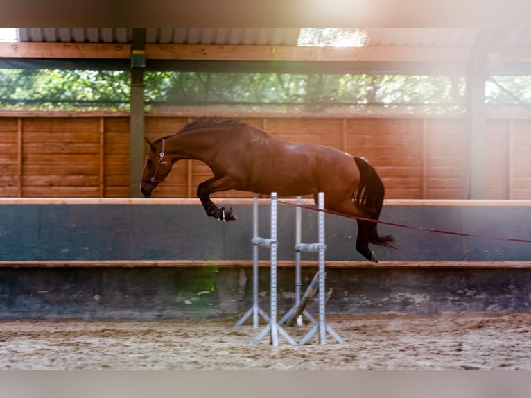 Niemiecki koń sportowy Klacz 10 lat 172 cm Gniada in Weimar