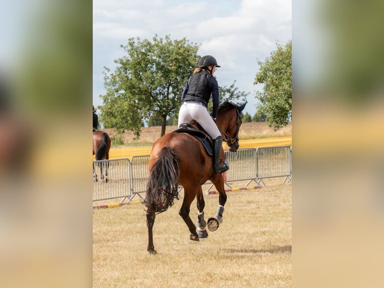 Niemiecki koń sportowy Klacz 10 lat 172 cm Gniada in Weimar