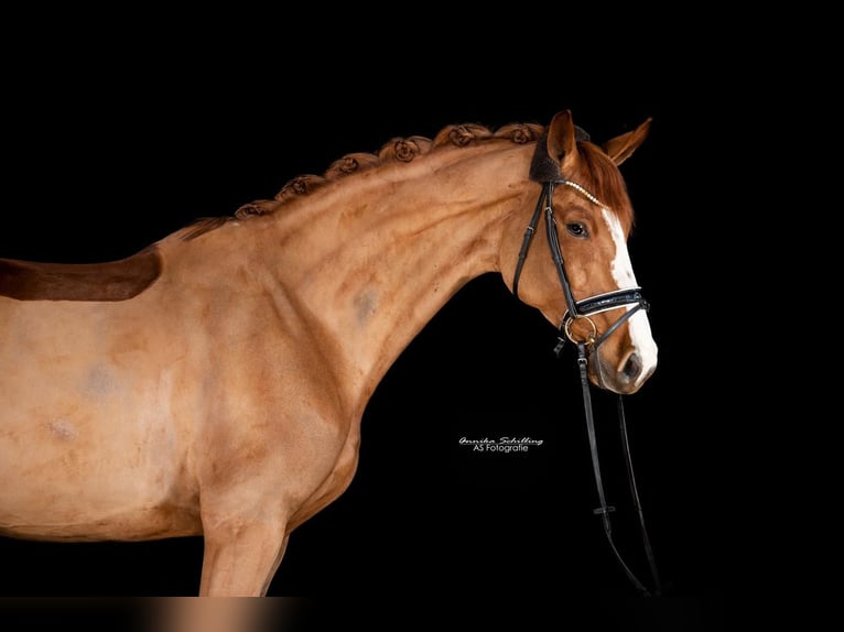 Niemiecki koń sportowy Klacz 10 lat 172 cm Kasztanowata in Rheinfelden