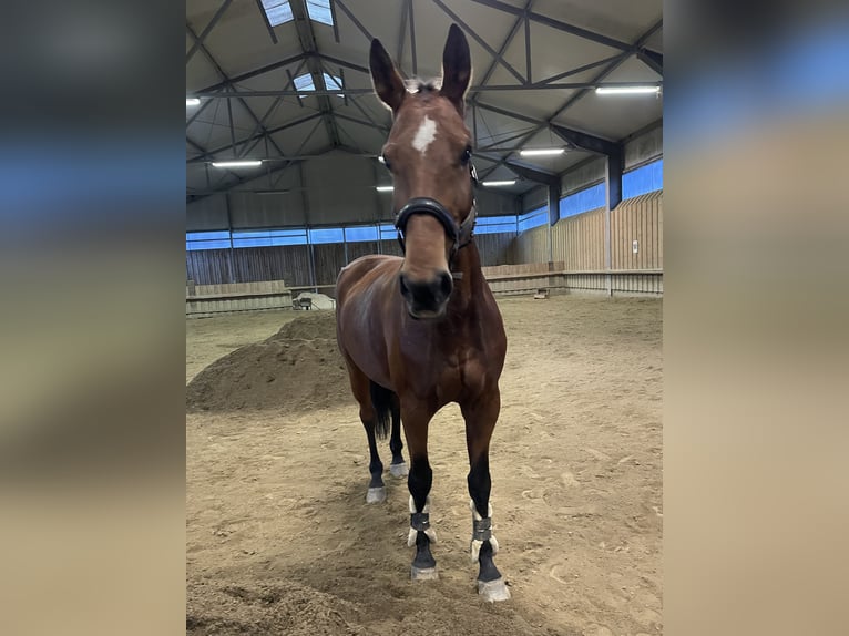 Niemiecki koń sportowy Klacz 10 lat 173 cm Gniada in Steuerberg Feldkirchen