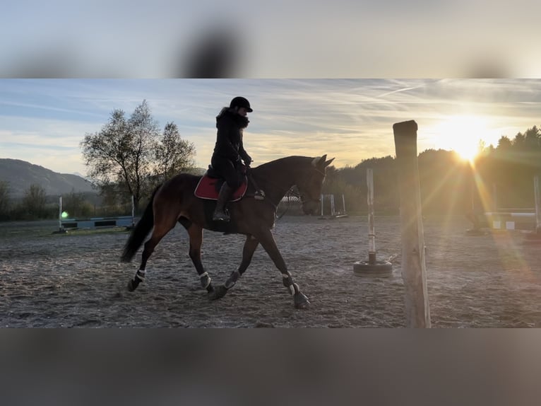 Niemiecki koń sportowy Klacz 10 lat 173 cm Gniada in Steuerberg Feldkirchen