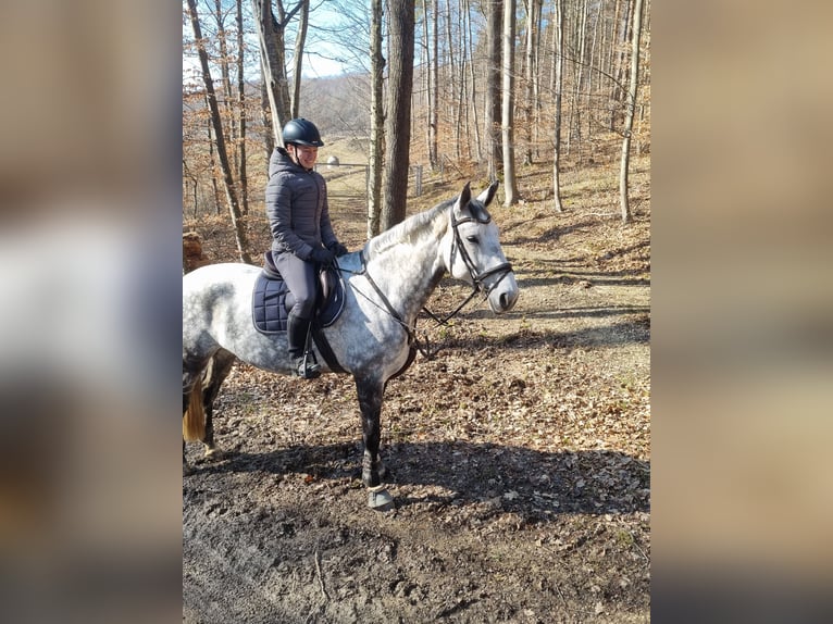 Niemiecki koń sportowy Klacz 10 lat 174 cm Siwa jabłkowita in Bad Schussenried