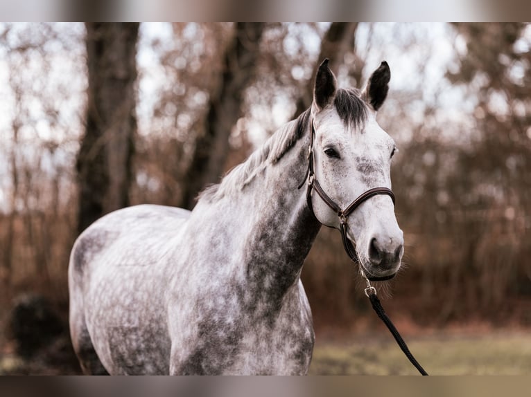 Niemiecki koń sportowy Klacz 10 lat 174 cm Siwa jabłkowita in Bad Schussenried