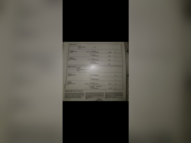 Niemiecki koń sportowy Klacz 10 lat 180 cm in BlumbergPassow