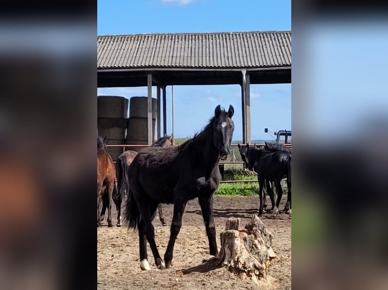 Niemiecki koń sportowy Klacz 10 lat Gniada in Lentföhrden
