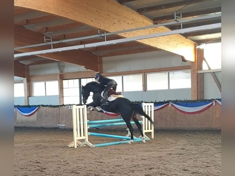 Niemiecki koń sportowy Klacz 10 lat Gniada in Lentföhrden