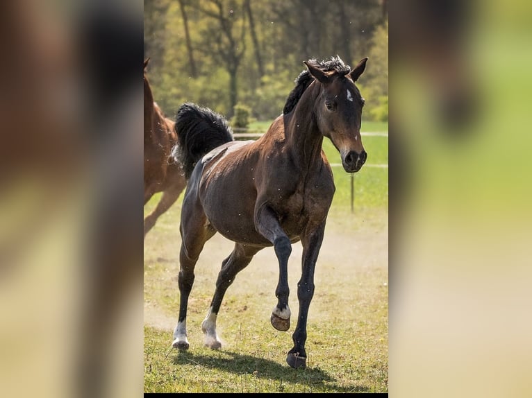 Niemiecki koń sportowy Klacz 11 lat 161 cm Ciemnogniada in Gardelegen