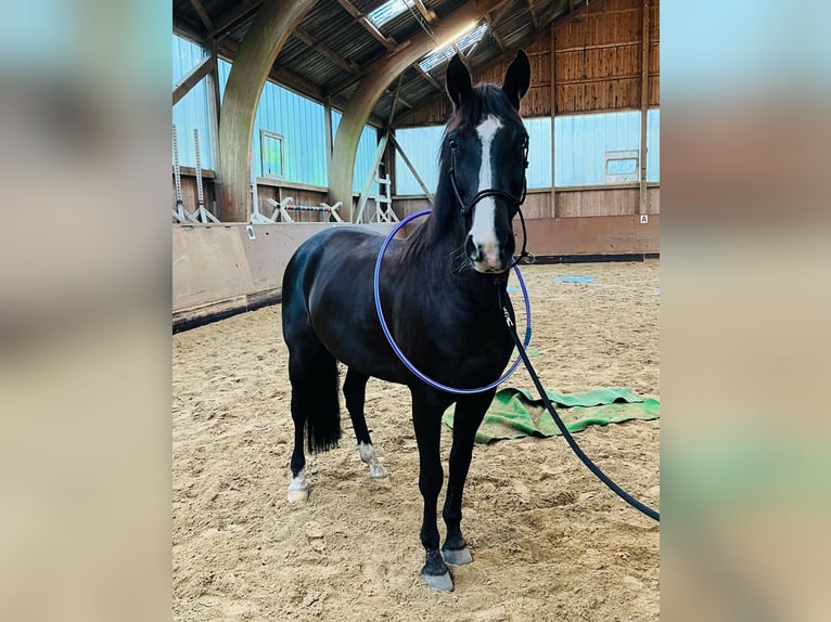 Niemiecki koń sportowy Klacz 11 lat 162 cm Kara in Rehlingen