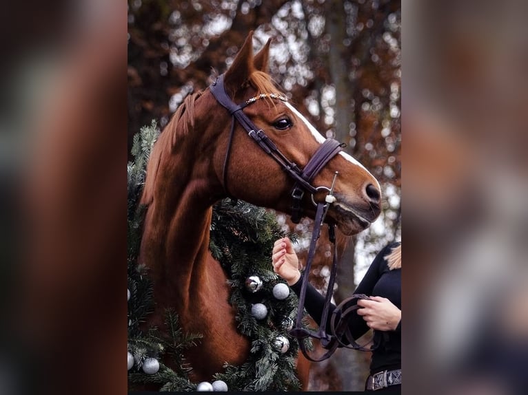Niemiecki koń sportowy Klacz 11 lat 164 cm Kasztanowata in Didderse
