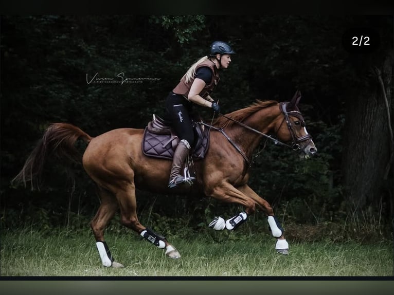 Niemiecki koń sportowy Klacz 11 lat 164 cm Kasztanowata in Didderse