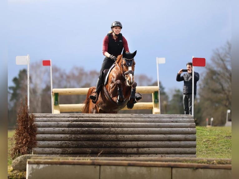 Niemiecki koń sportowy Klacz 11 lat 164 cm Kasztanowata in Didderse