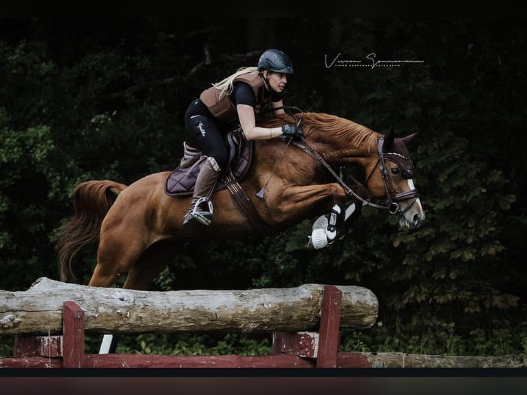 Niemiecki koń sportowy Klacz 11 lat 164 cm Kasztanowata in Didderse