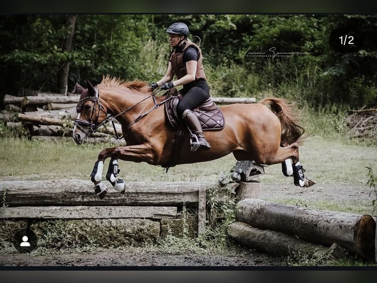 Niemiecki koń sportowy Klacz 11 lat 164 cm Kasztanowata in Didderse