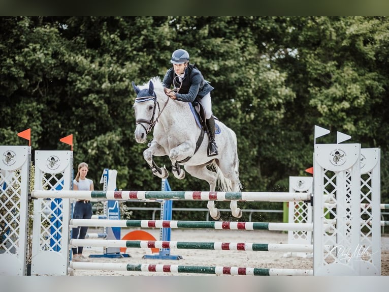 Niemiecki koń sportowy Klacz 11 lat 164 cm Siwa in Ludwigshafen am Rhein
