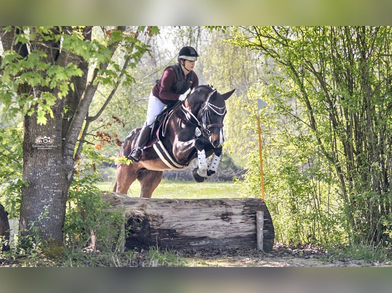 Niemiecki koń sportowy Klacz 11 lat 165 cm Ciemnogniada in Dischingen