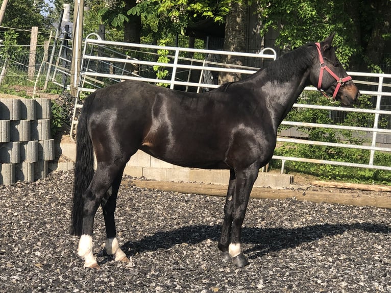 Niemiecki koń sportowy Klacz 11 lat 165 cm Ciemnogniada in Dischingen