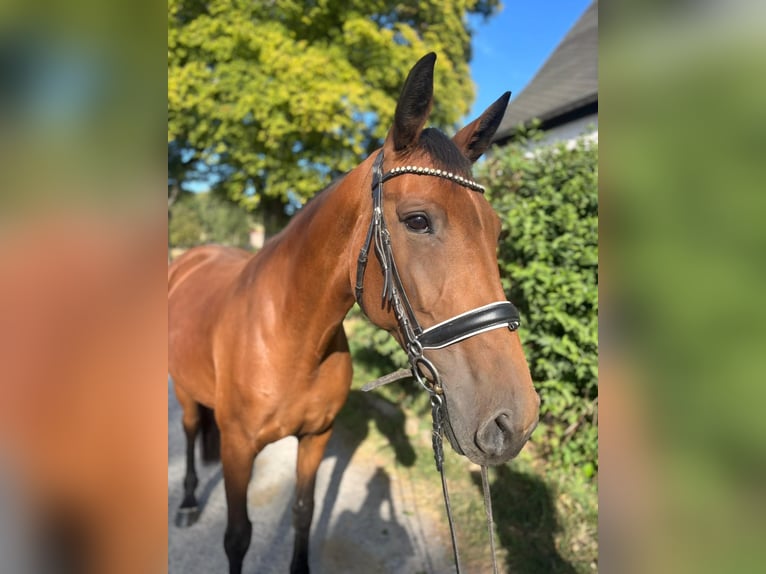 Niemiecki koń sportowy Klacz 11 lat 165 cm Gniada in Kirchberg Niemiecki koń sportowy Klacz 11 lat 165 cm Gniada in Kirchberg