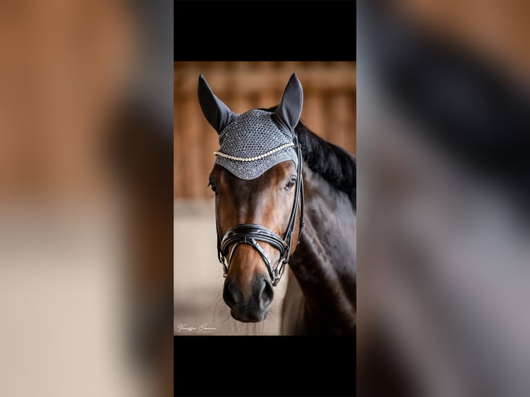 Niemiecki koń sportowy Klacz 11 lat 167 cm Ciemnogniada in Mengkofen