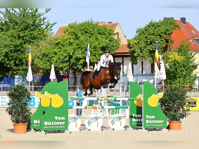Niemiecki koń sportowy Klacz 11 lat 167 cm Gniada in Leisnig