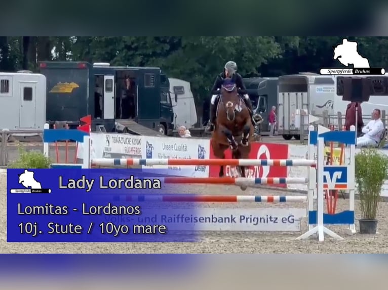 Niemiecki koń sportowy Klacz 11 lat 168 cm Gniada in Gadow