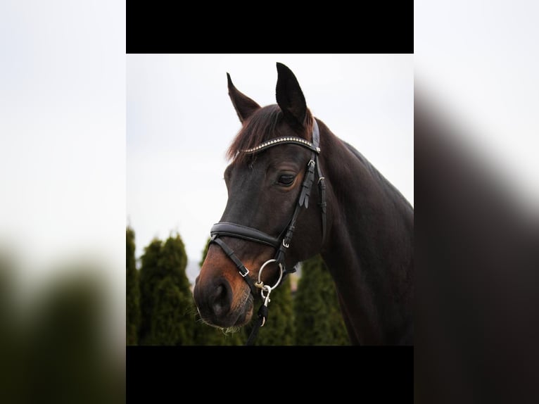 Niemiecki koń sportowy Klacz 11 lat 170 cm Ciemnogniada in Ditzingen