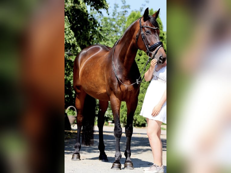 Niemiecki koń sportowy Klacz 11 lat 170 cm Gniada in Bautzen