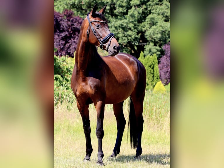 Niemiecki koń sportowy Klacz 11 lat 170 cm Gniada in Bautzen