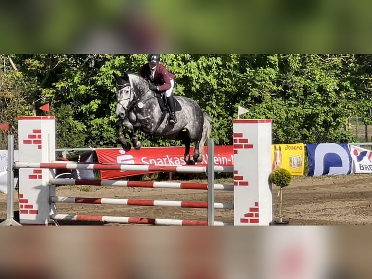 Niemiecki koń sportowy Klacz 11 lat 170 cm Siwa jabłkowita in Bisingen