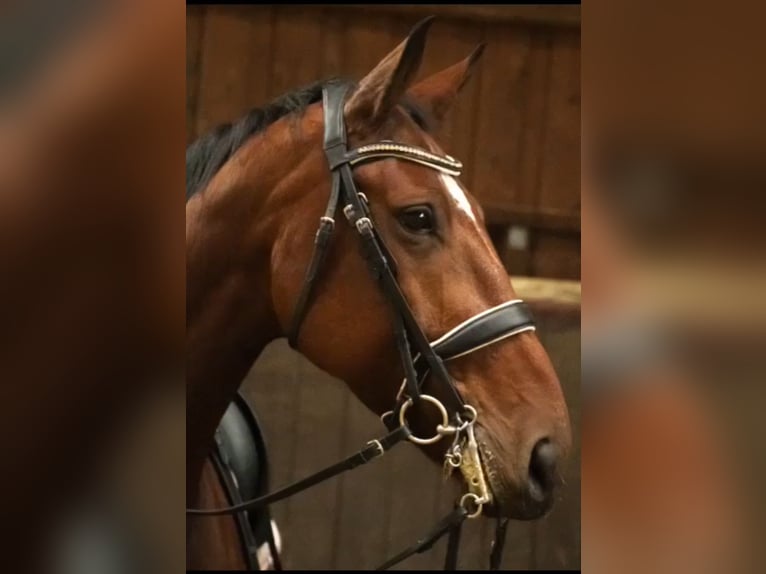 Niemiecki koń sportowy Klacz 11 lat 172 cm Gniada in Gro&#xDF; Ippener