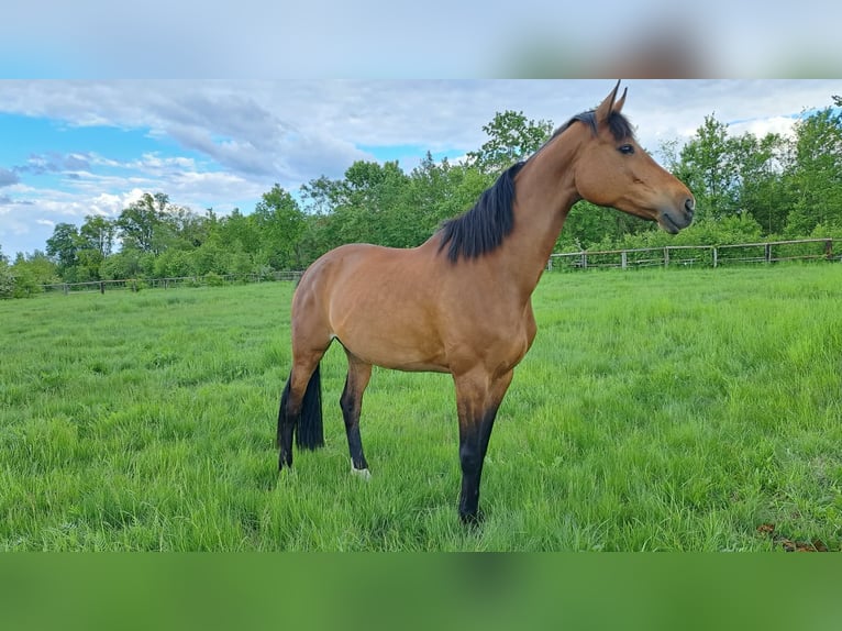 Niemiecki koń sportowy Klacz 11 lat 172 cm  in Teltow