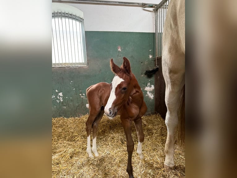 Niemiecki koń sportowy Klacz 11 lat 172 cm Siwa in Wangen im Allgäu